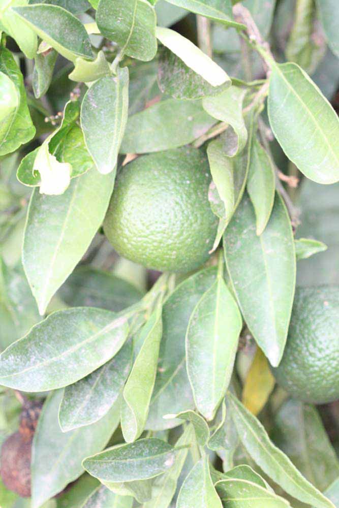              Sun leaves (Riverside, CA)       